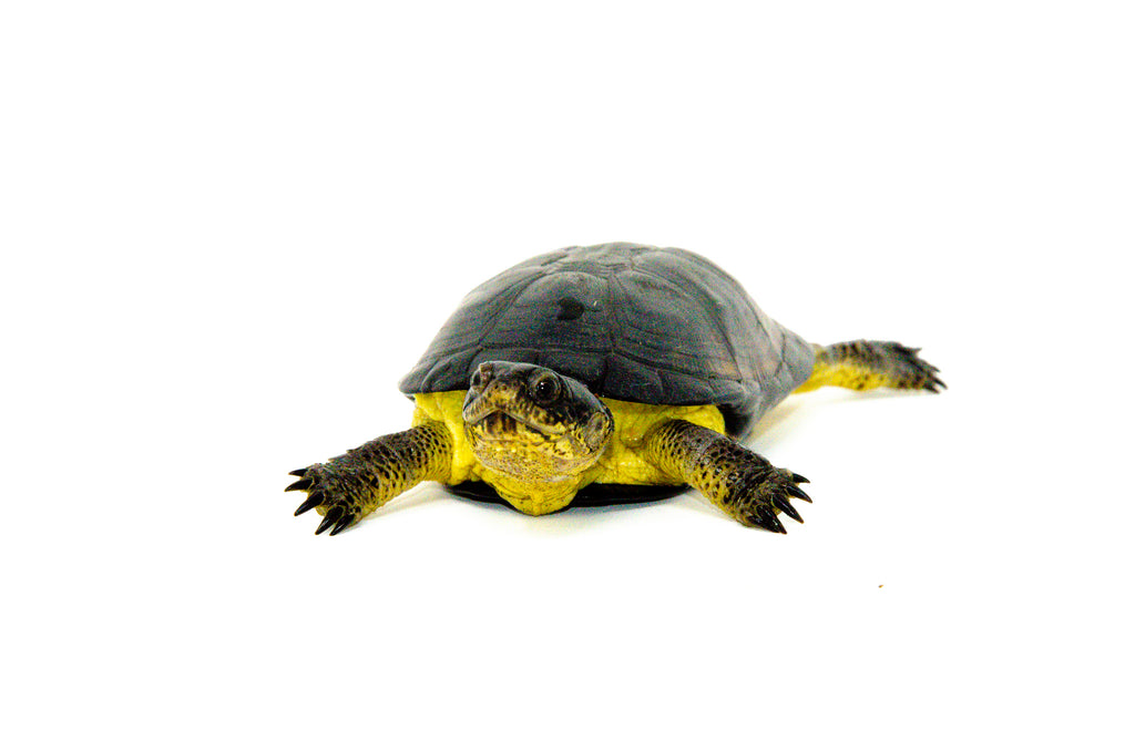 African Dwarf Mud Turtle 